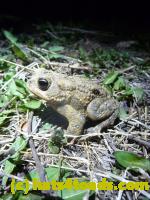 /home//u458753944/public_html/sourcegallery//Roxborough Toad Detour/2013-2019/2013/2013-04-09/P1120072.JPG